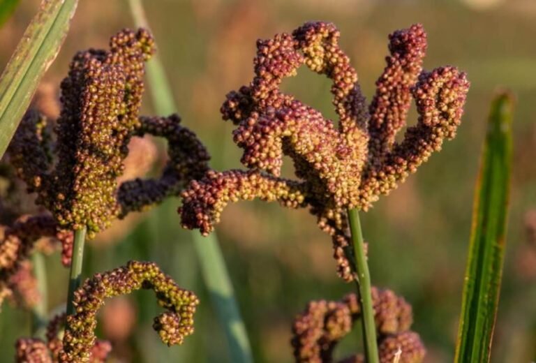 FingerMilletCropTrust